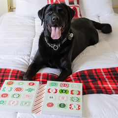 Bosco and Roxy's Advent Calendar for Dogs