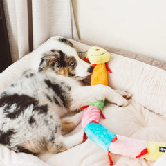 Zippy Paws - Caterpillar Deluxe with 7 Squeakers