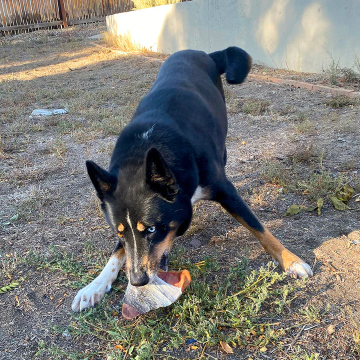 Icelandic+ Fish Ear Cod Skin Wrapped Pig Ear Dog Treat