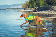 Outward Hound Standley Sport Performance Dog Life Jacket