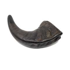 Open Range - Water Buffalo Horn