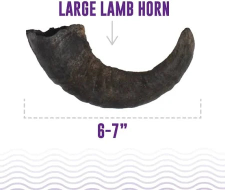 Icelandic+ Lamb Horn Dog Treat - Large