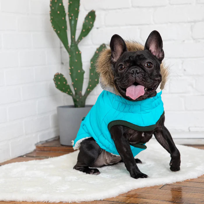 GF Pet - Winter Sailor Dog Parka | Aqua